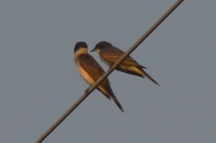 Eastern Kingbird - ML638614414