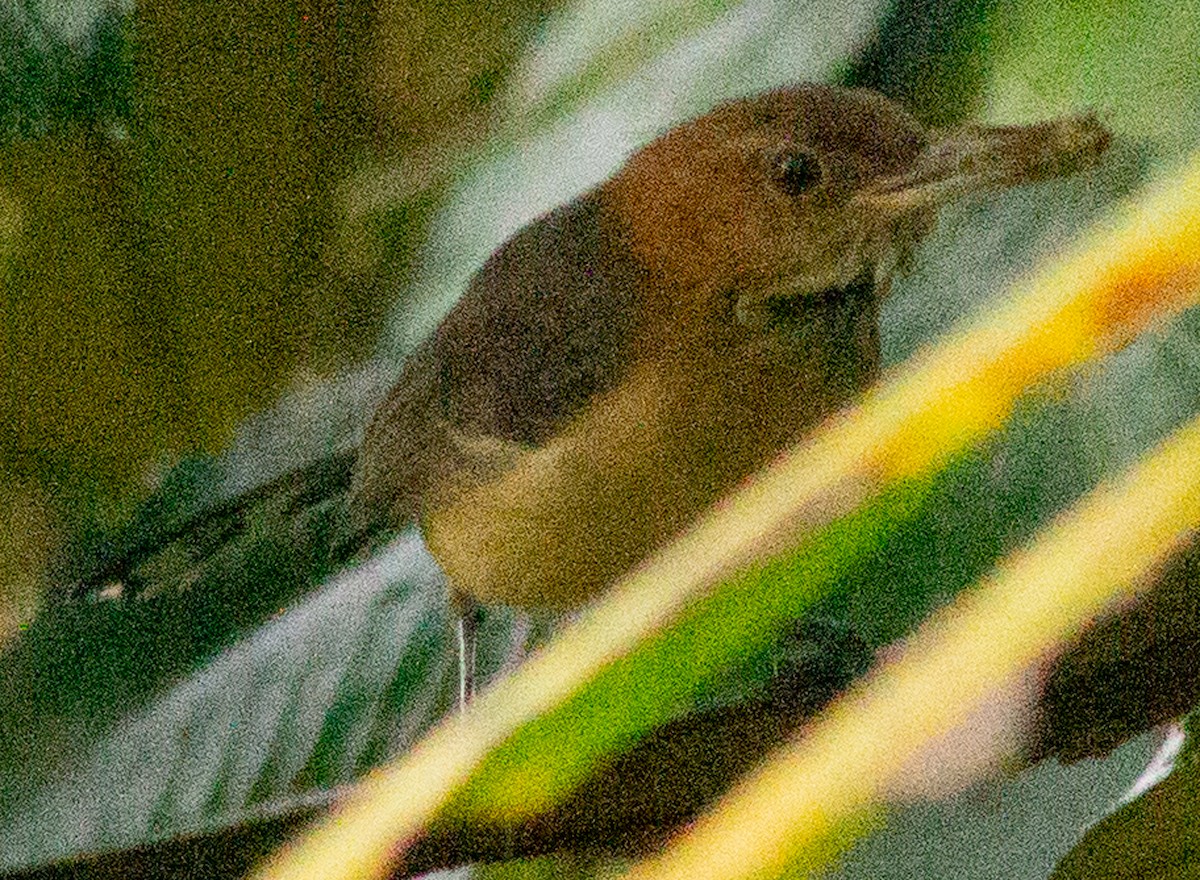 Long-billed Gnatwren - ML638614424