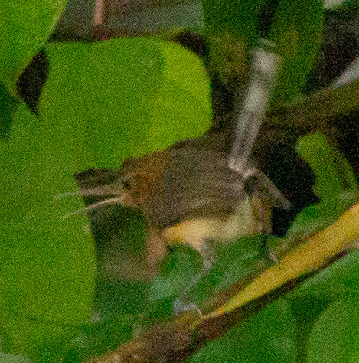 Long-billed Gnatwren - ML638614425