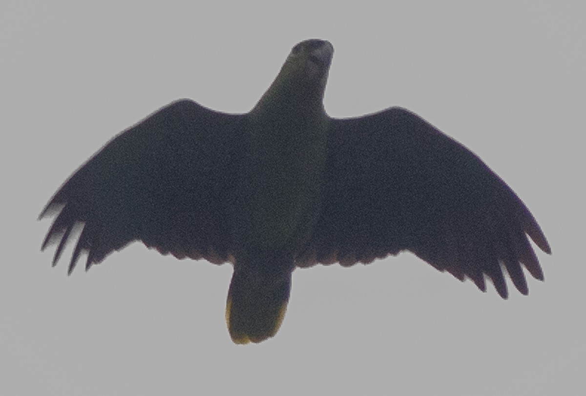ムジボウシインコ - ML638614438