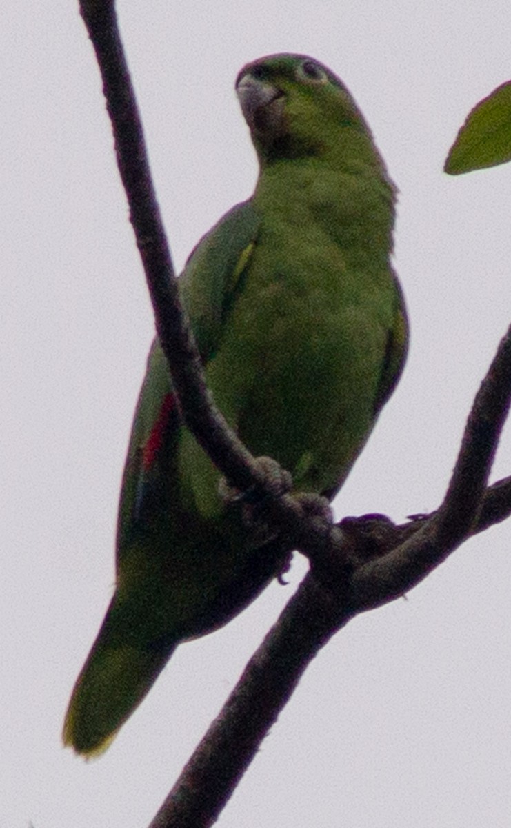 ムジボウシインコ - ML638614440
