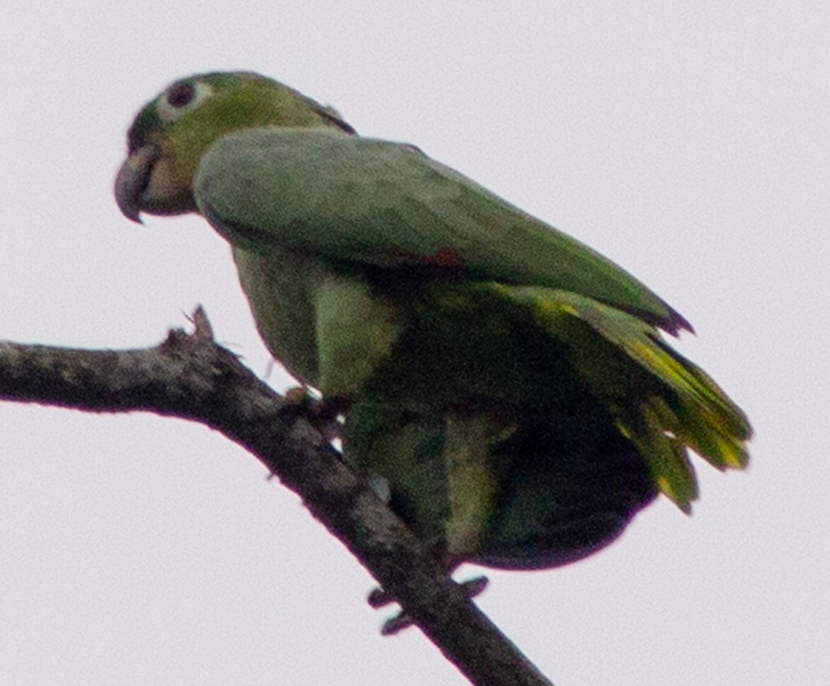 ムジボウシインコ - ML638614441