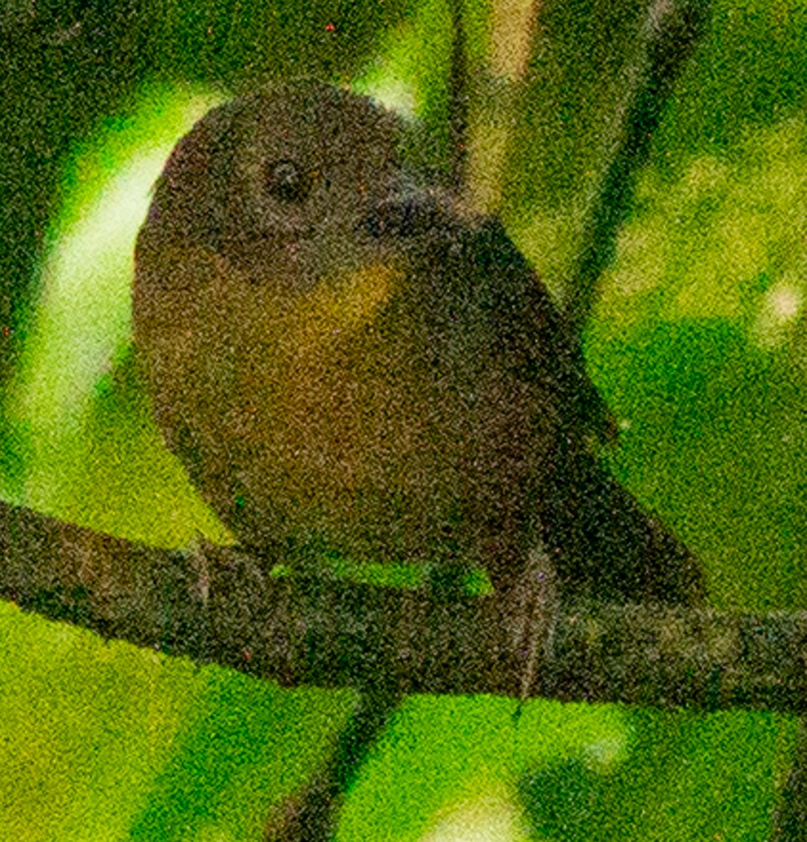 Red-throated Ant-Tanager - ML638614467