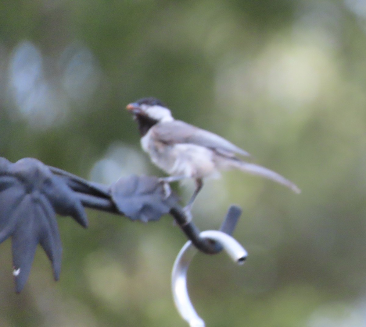 Carolina Chickadee - ML638614487