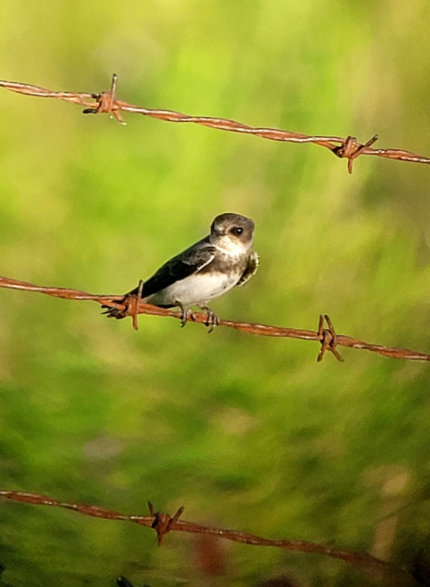 Bank Swallow - ML638614496