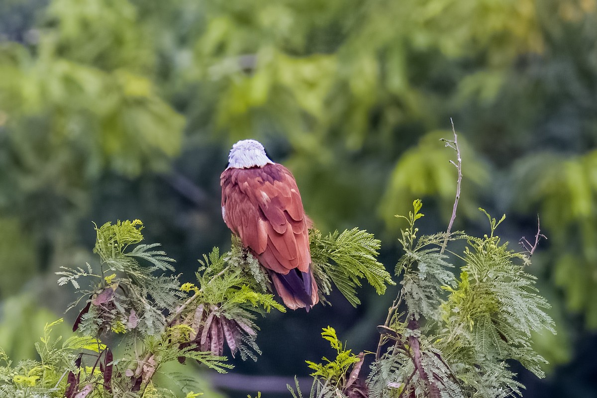 Brahminy Kite - ML638614509