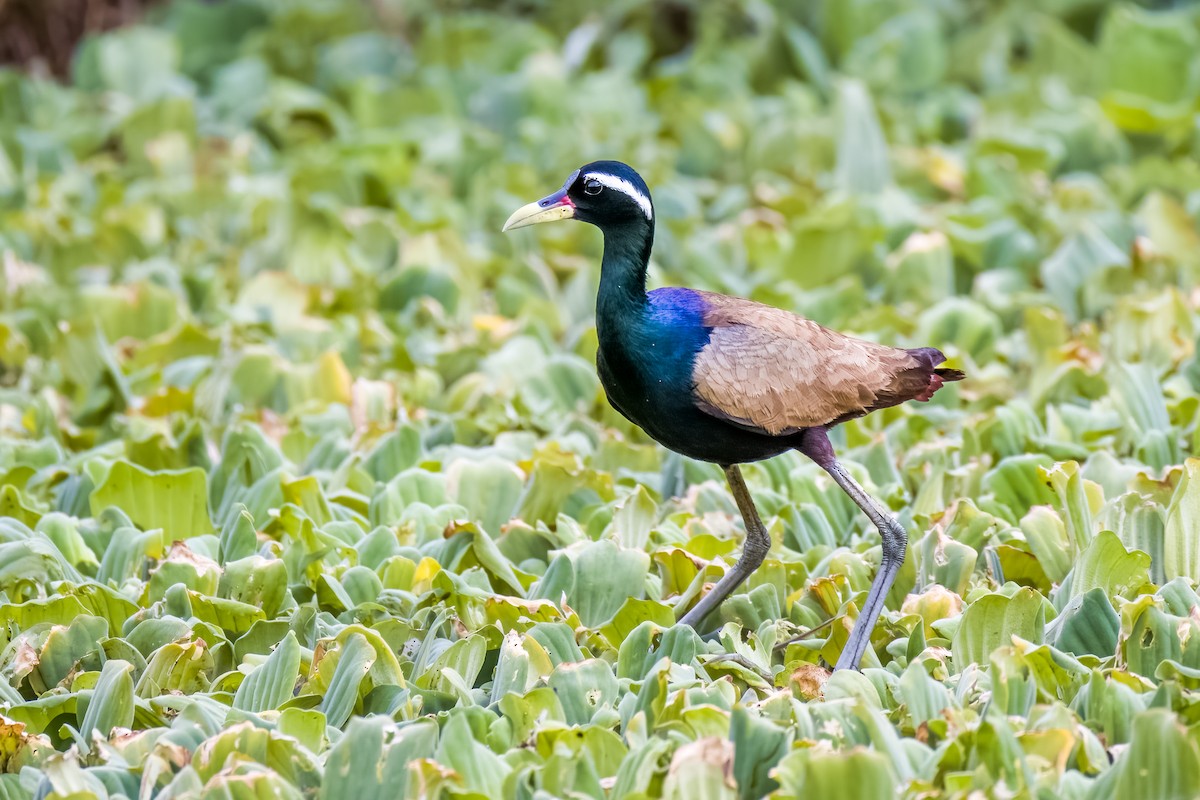 Bronze-winged Jacana - ML638614513