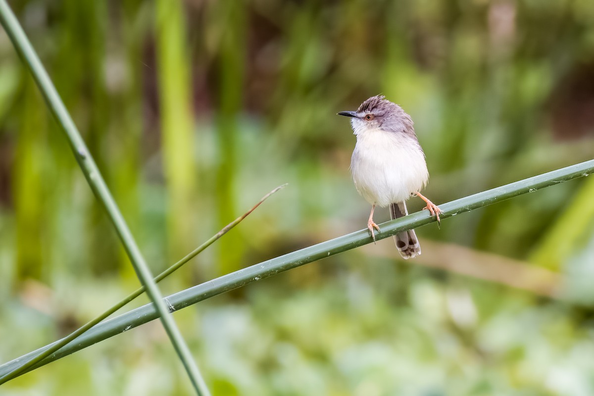 Plain Prinia - ML638614515