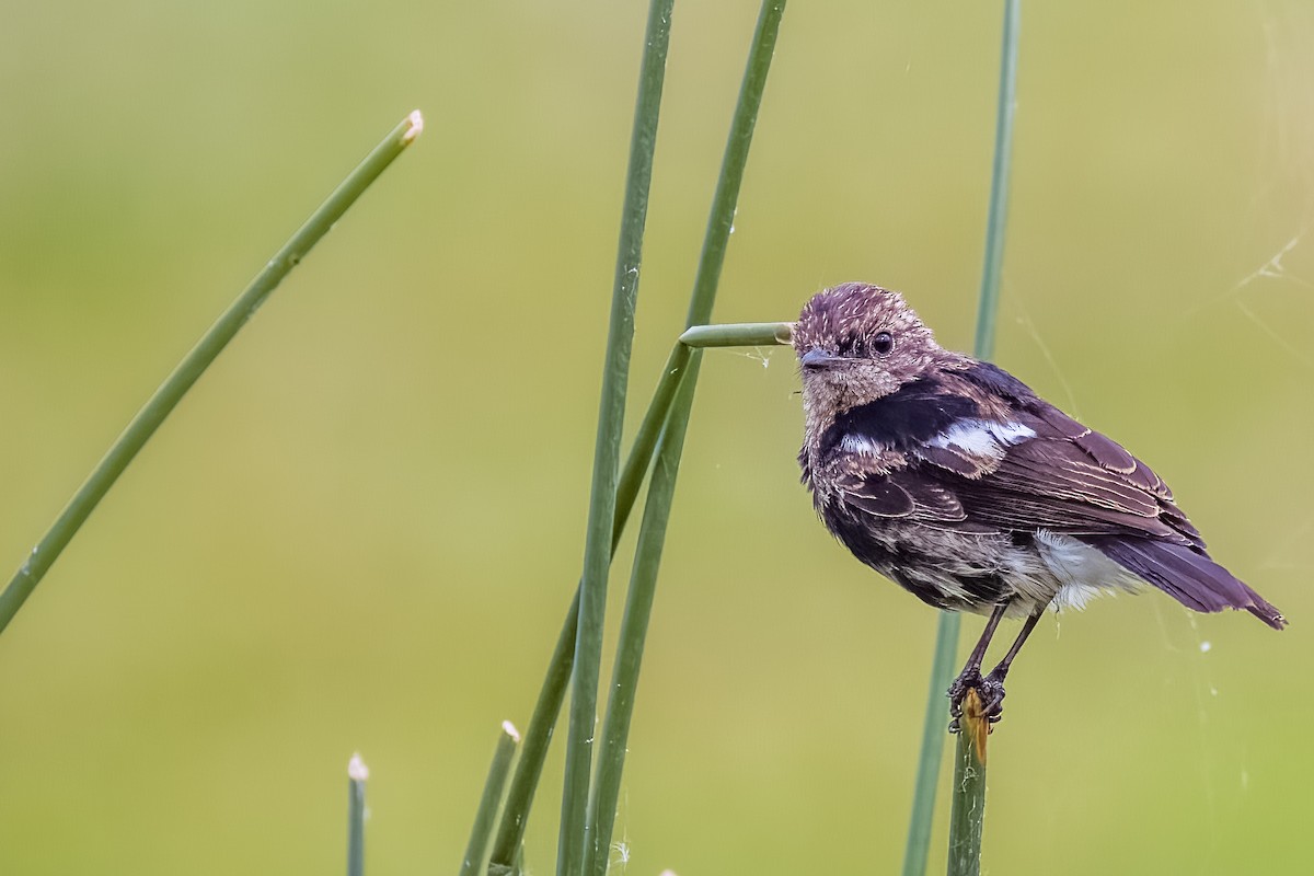 Pied Bushchat - ML638614517