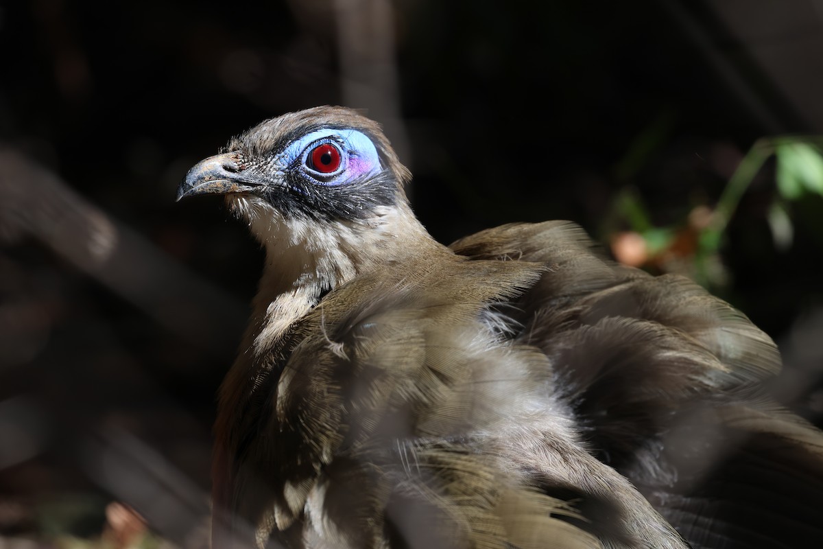 Coua géant - ML638614518