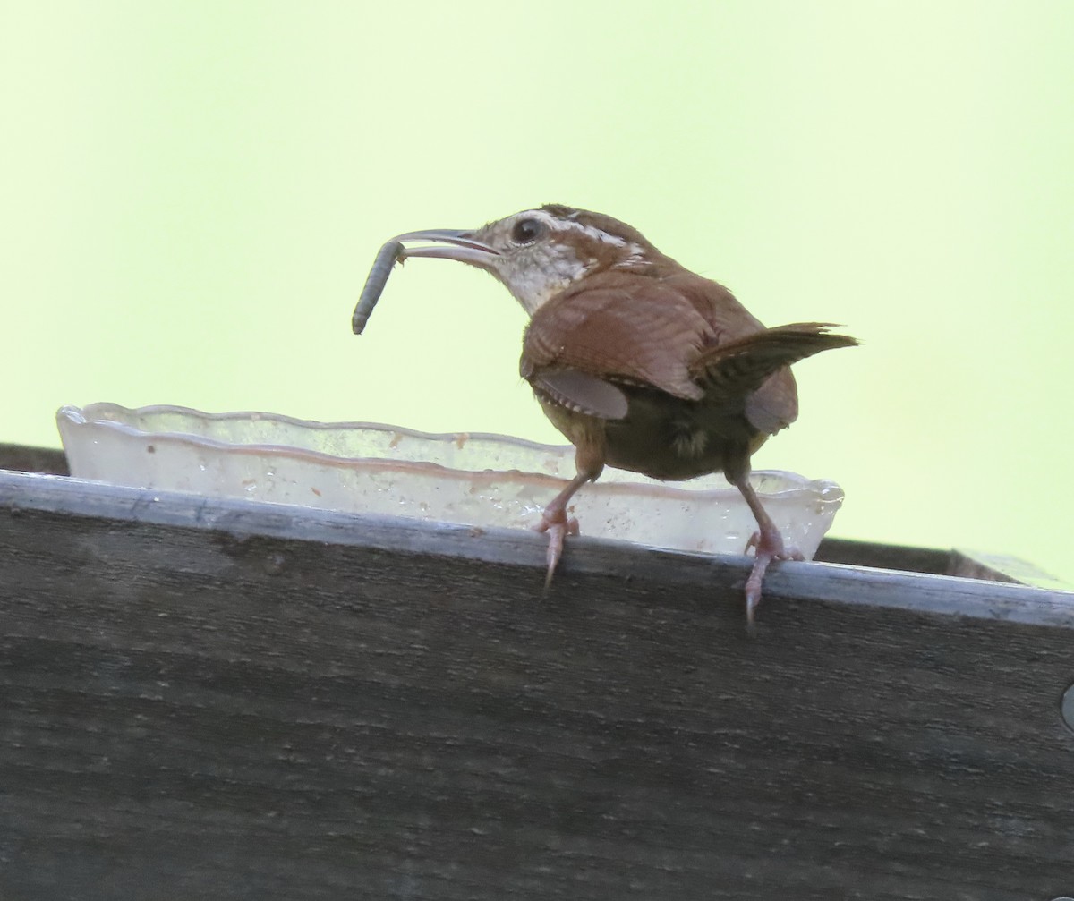 Carolina Wren - ML638614524
