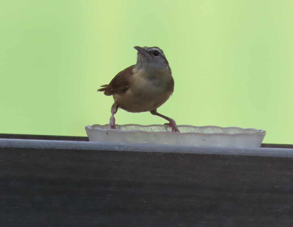 Carolina Wren - ML638614525