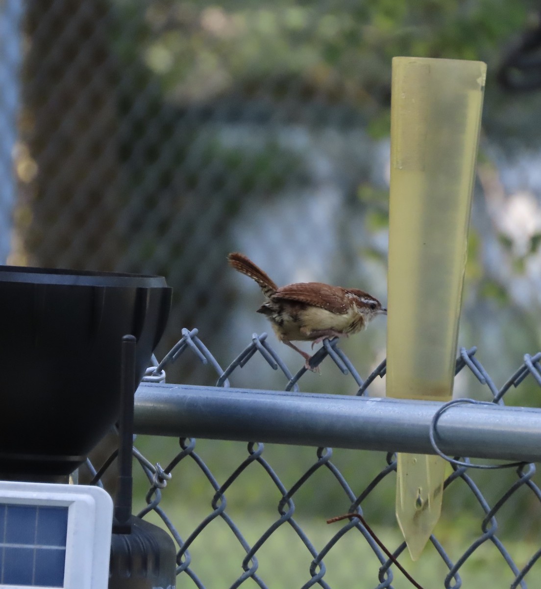 Carolina Wren - ML638614528