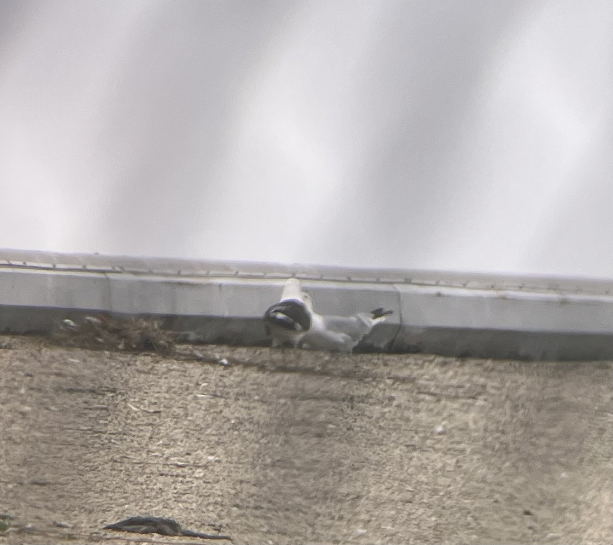 Kelp Gull - ML638614533