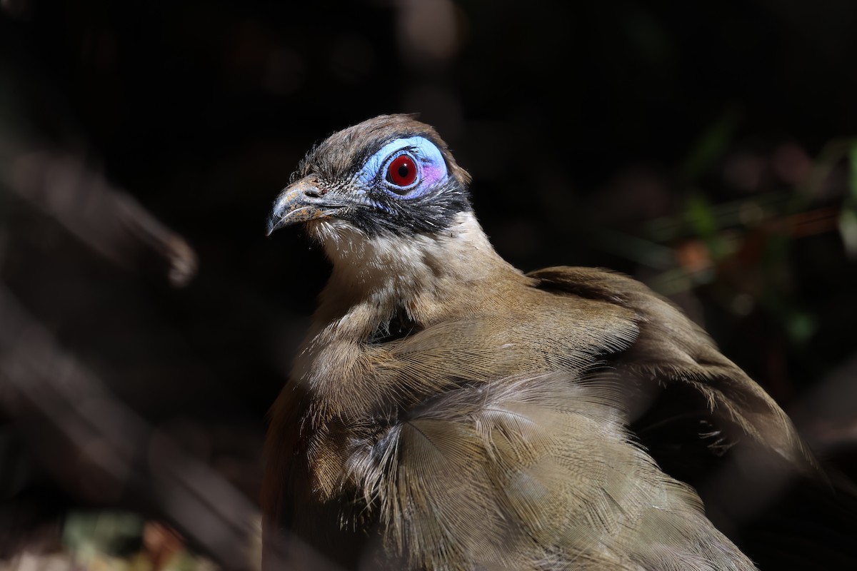 Coua géant - ML638614537