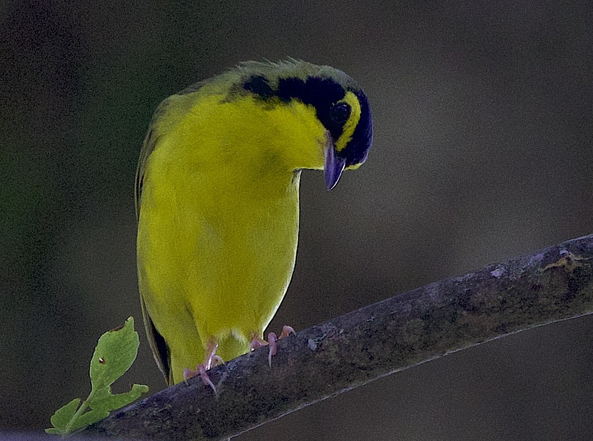 Kentucky Warbler - ML638614546