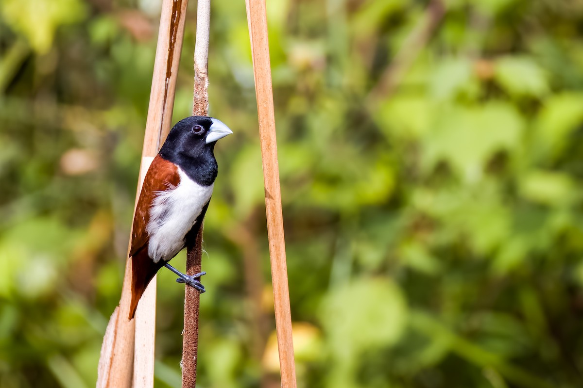 Tricolored Munia - ML638614553