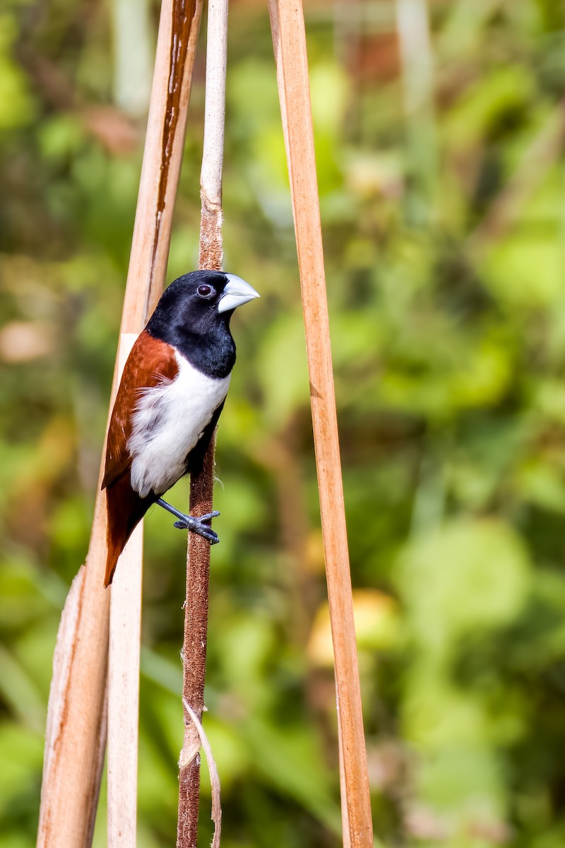 Tricolored Munia - ML638614554