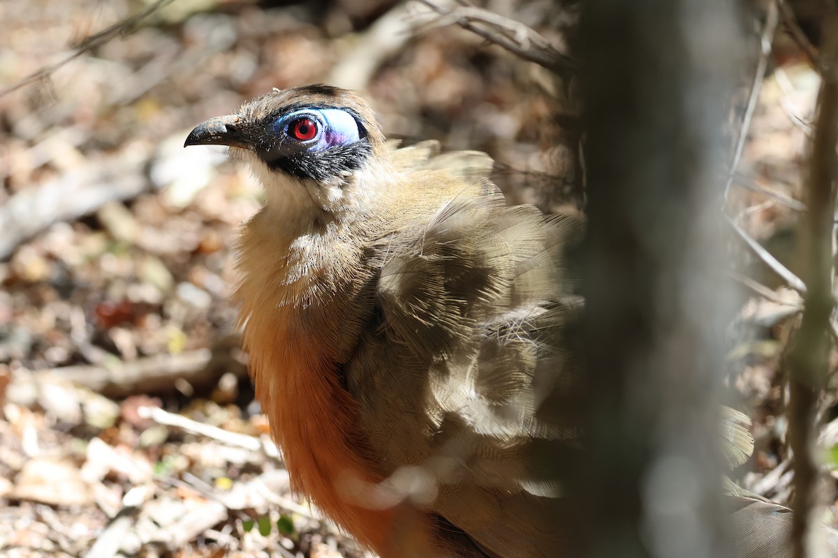 Coua géant - ML638614559