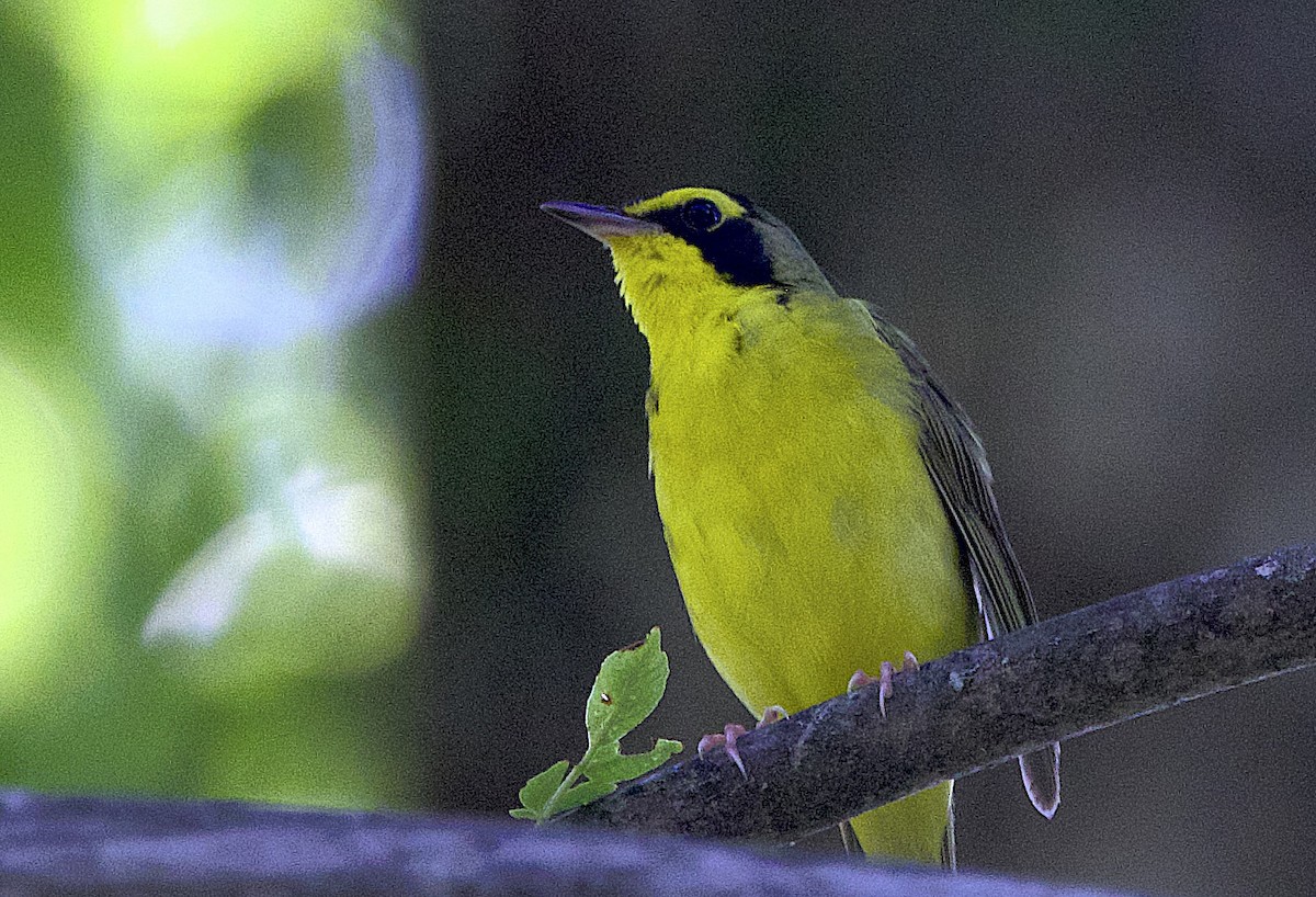 Kentucky Warbler - ML638614575