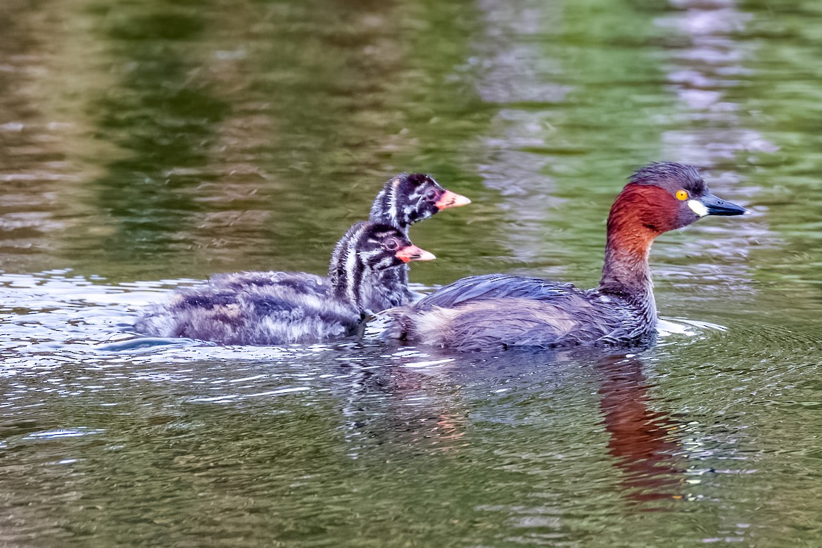 Little Grebe - ML638614576