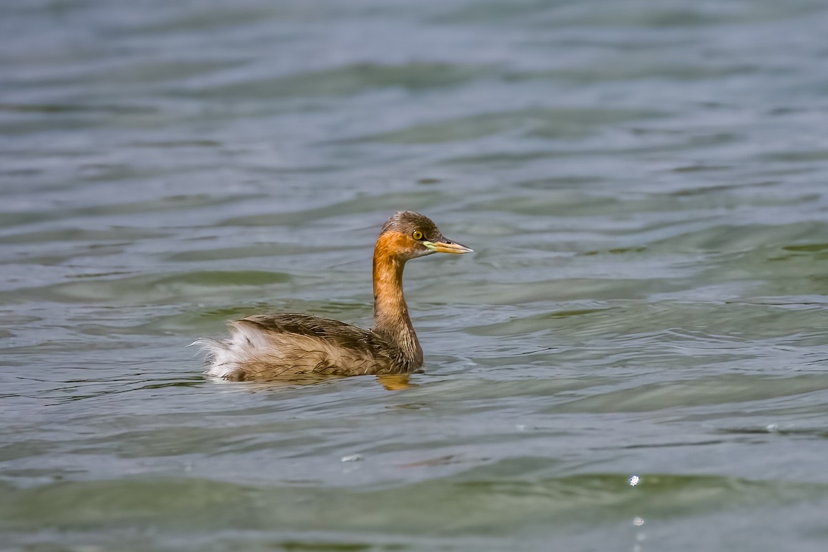 Little Grebe - ML638614577