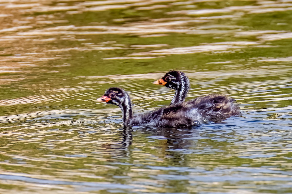 Little Grebe - ML638614578