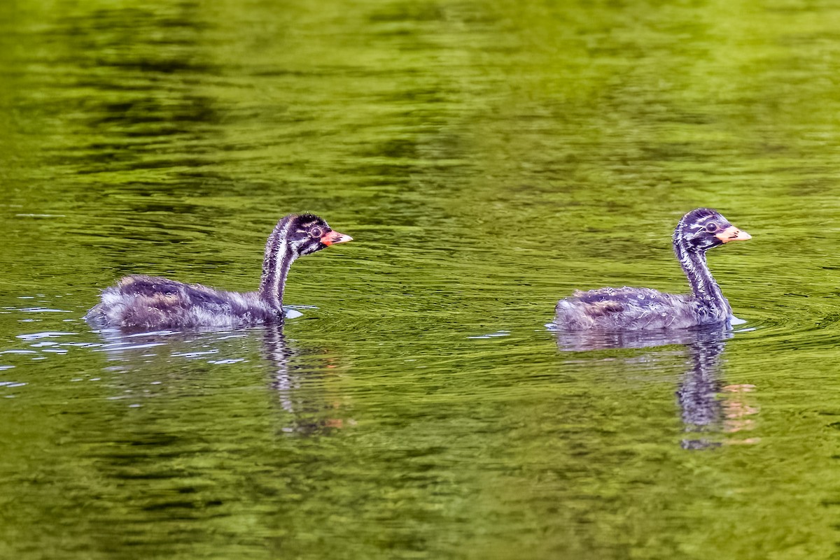 Little Grebe - ML638614579