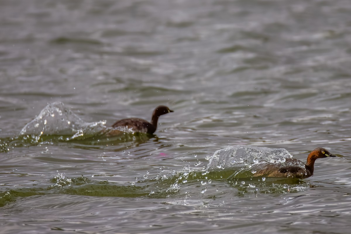 Little Grebe - ML638614580