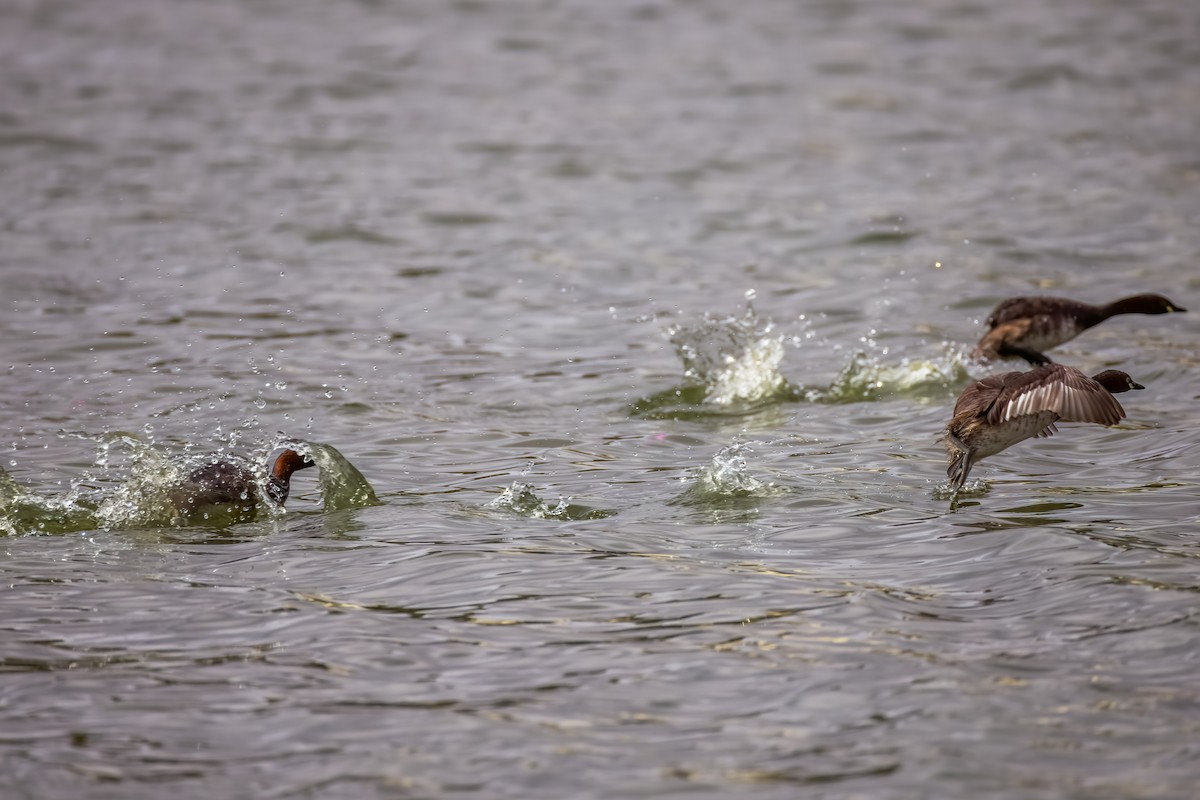 Little Grebe - ML638614581