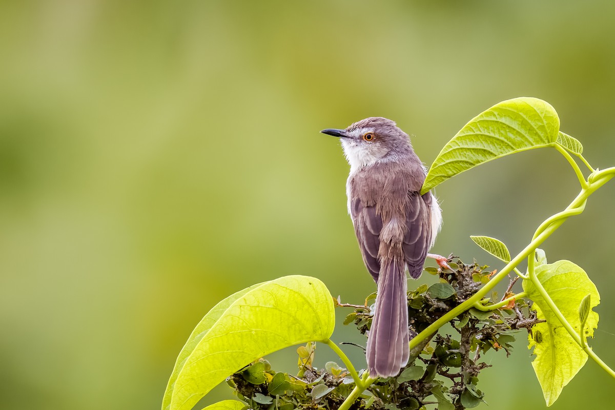 Plain Prinia - ML638614588