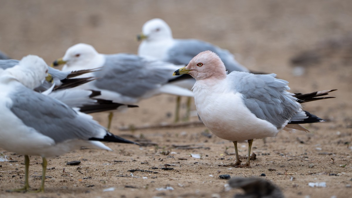 Ring-billed Gull - ML638614589