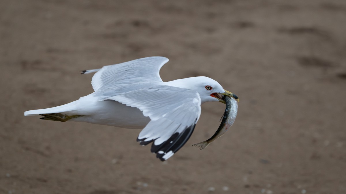 Ring-billed Gull - ML638614592