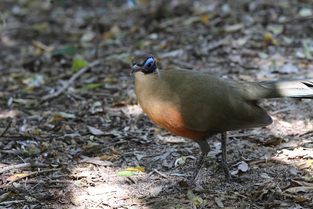 Coua géant - ML638614601