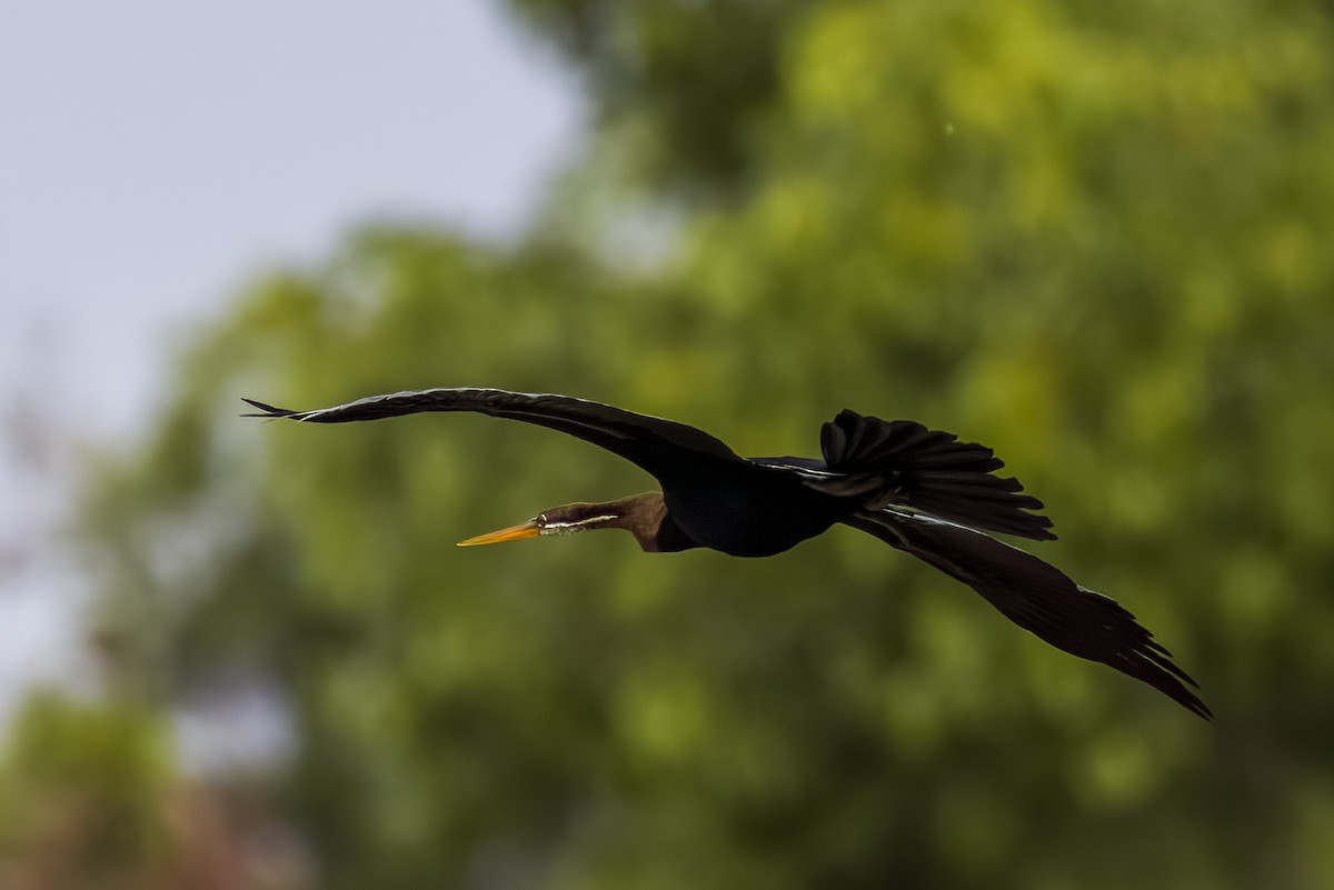 Oriental Darter - ML638614607
