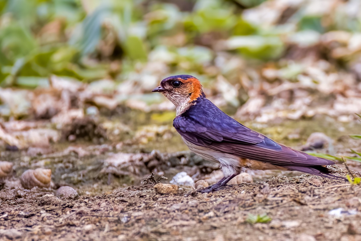 Eastern Red-rumped Swallow - ML638614627