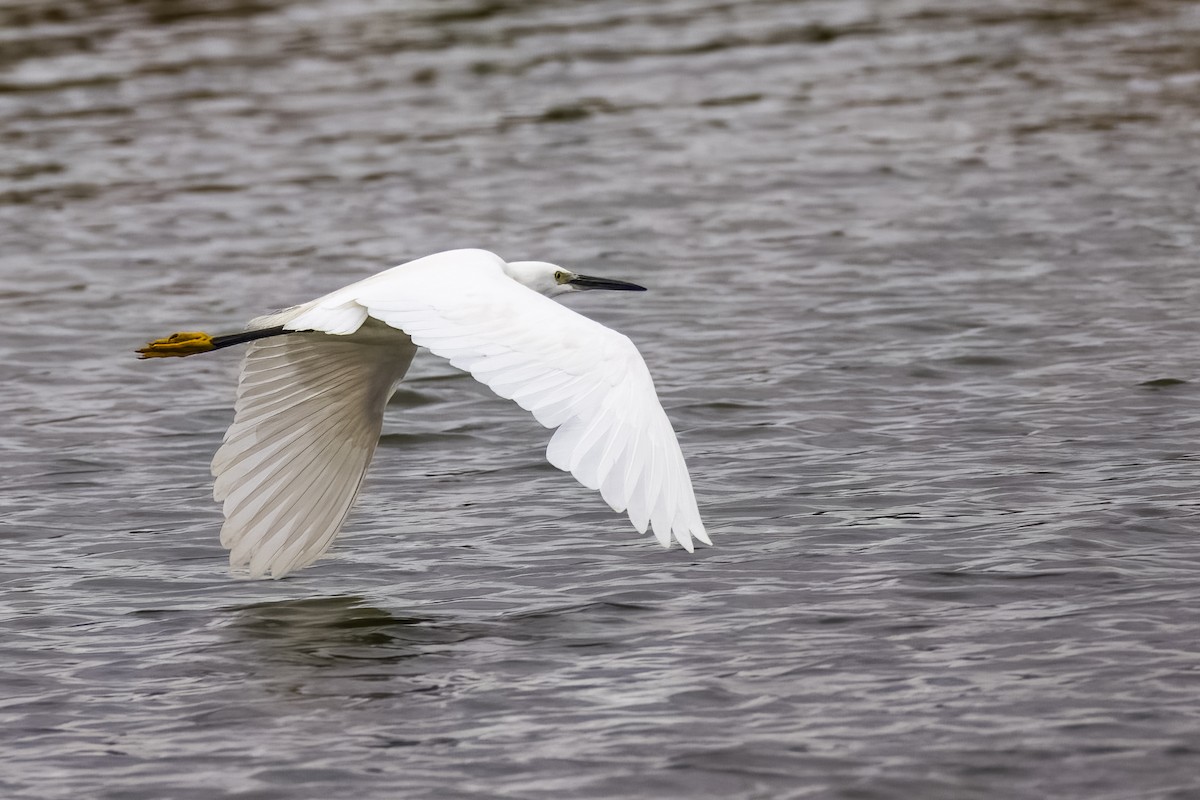 Little Egret - ML638614629