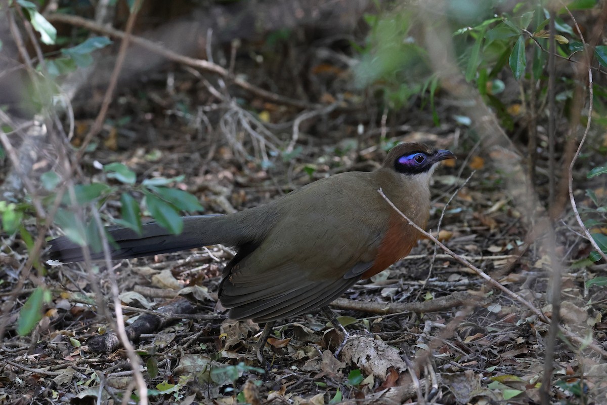 Coua géant - ML638614630