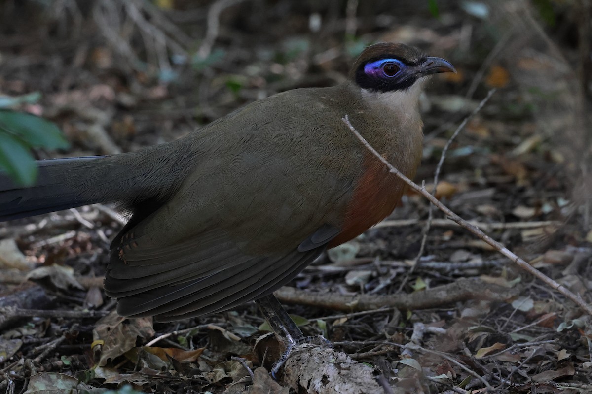 Coua géant - ML638614659