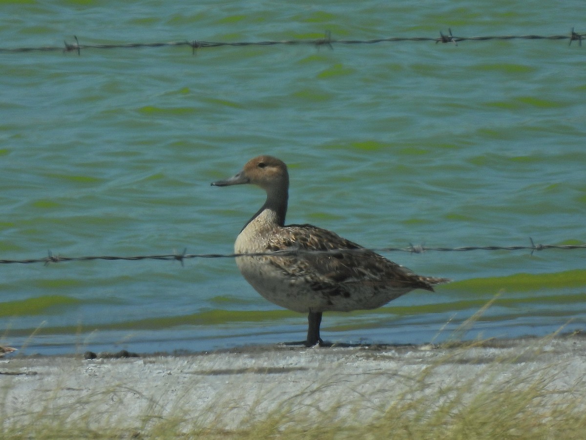 Northern Pintail - ML638614661