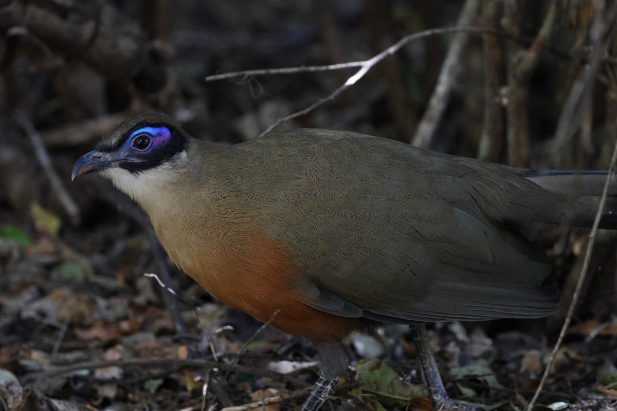 Coua géant - ML638614674