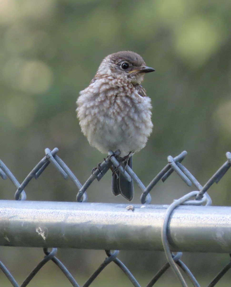 Eastern Bluebird - ML638614686