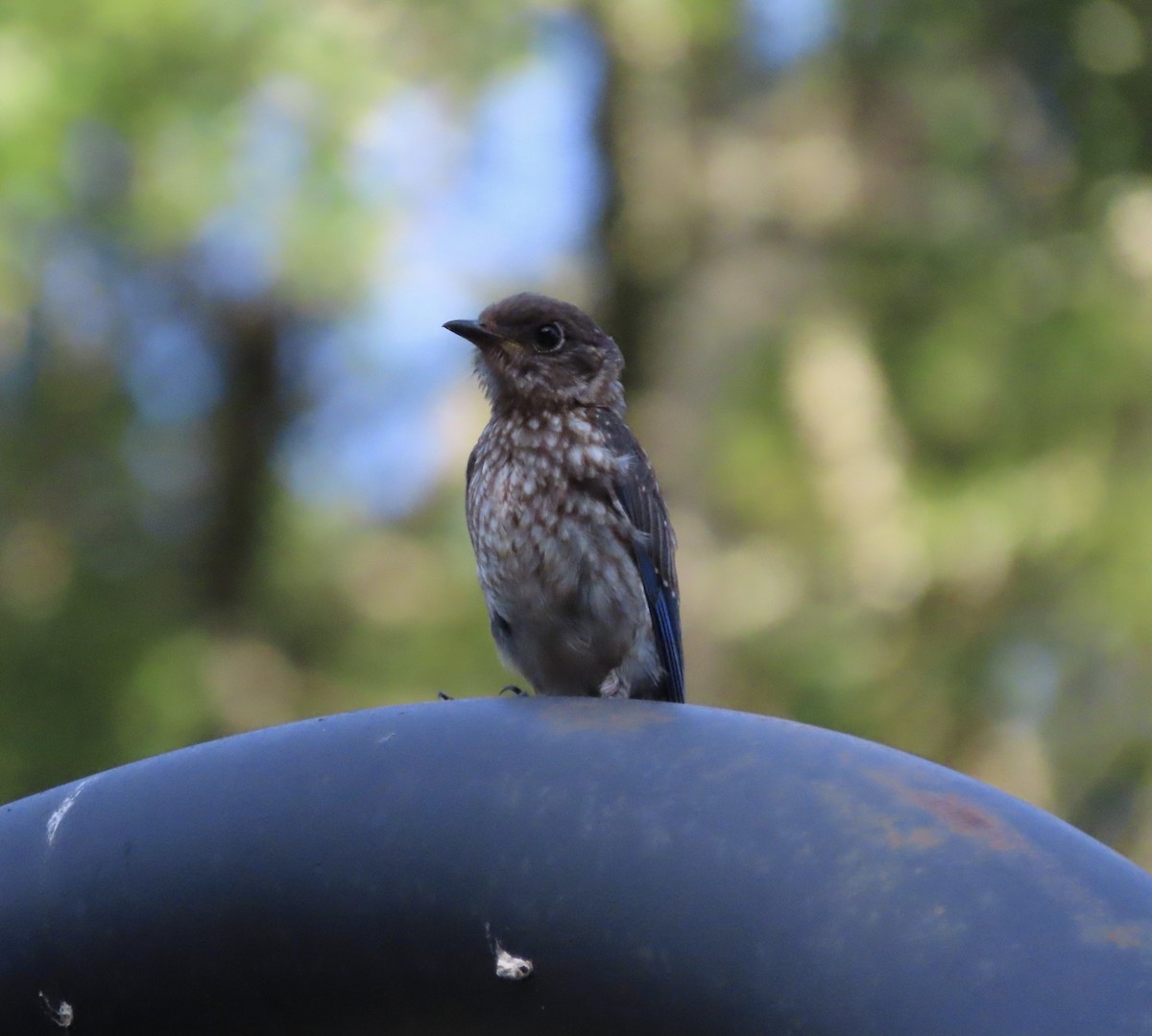 Eastern Bluebird - ML638614689