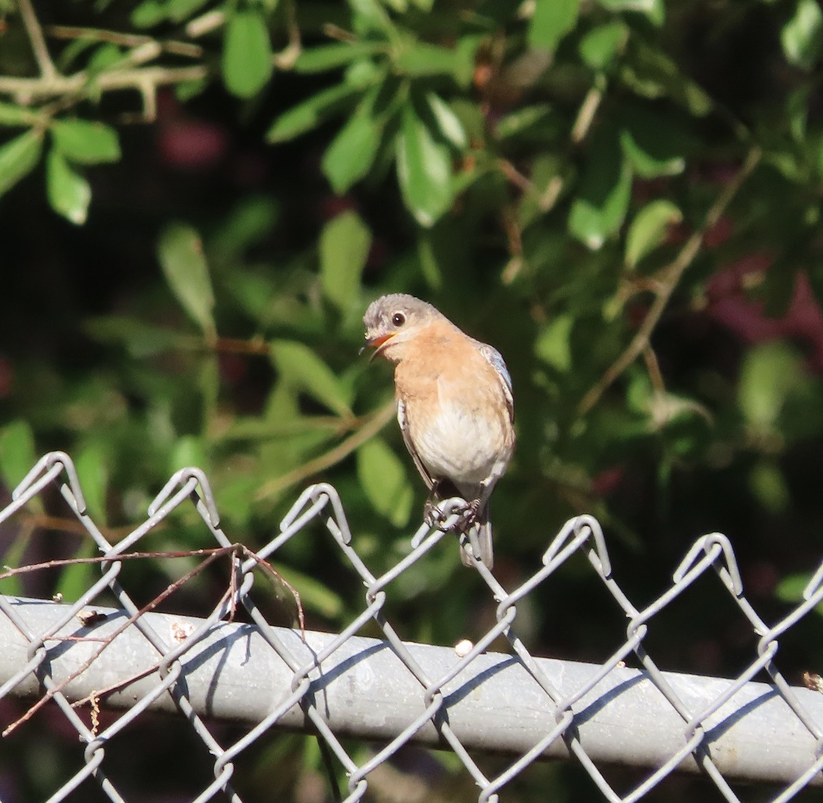 Eastern Bluebird - ML638614690