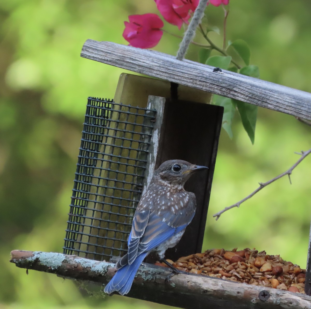 Eastern Bluebird - ML638614691