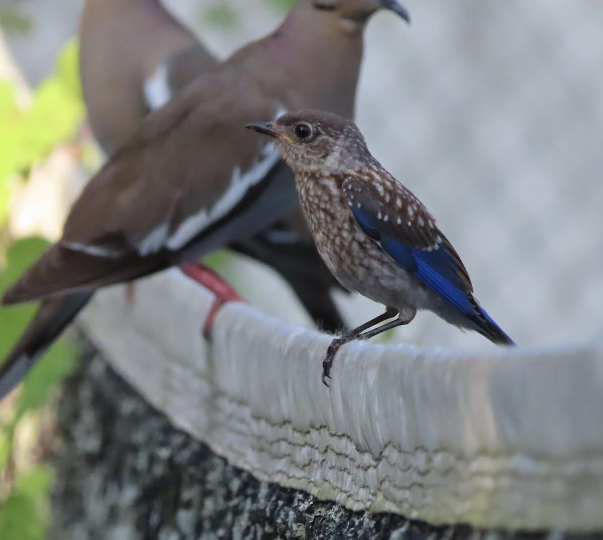 Eastern Bluebird - ML638614692