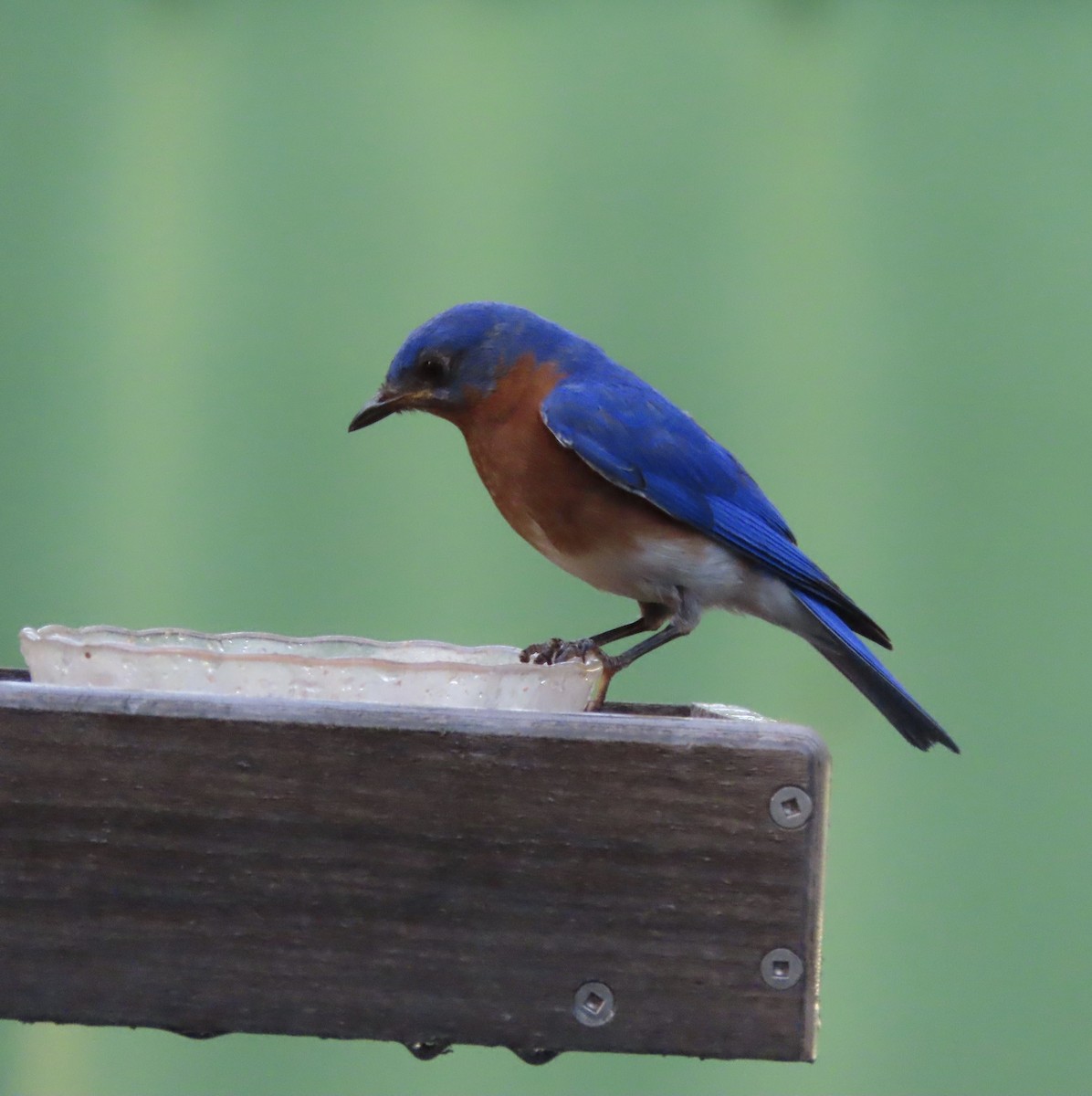 Eastern Bluebird - ML638614693