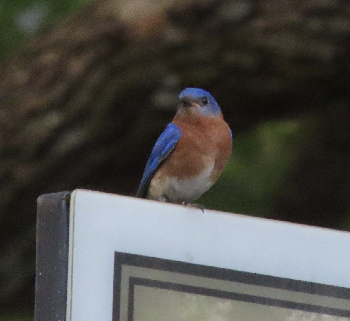 Eastern Bluebird - ML638614694