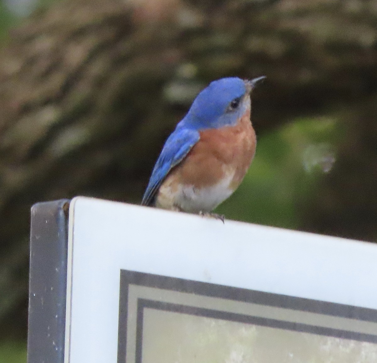 Eastern Bluebird - ML638614695