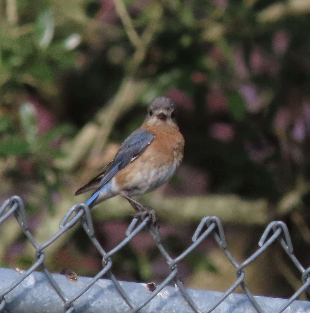 Eastern Bluebird - ML638614696